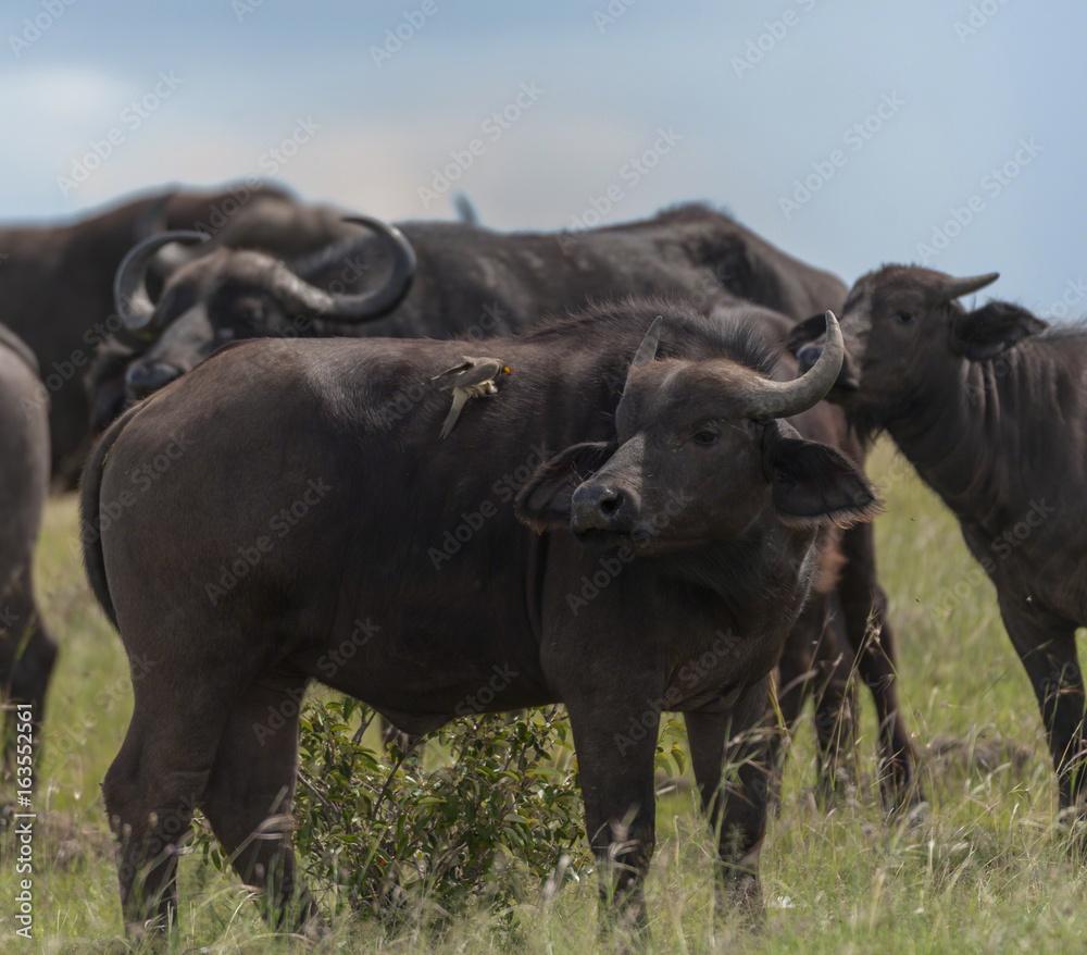 African Buffalo looking surprised at oxpecker on his back, Masai Mara, Kenya, Africa African Buffalo looking surprised at oxpecker on his back, Masai Mara, Kenya, Africa