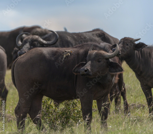 African Buffalo looking surprised at oxpecker on his back  Masai Mara  Kenya  Africa
