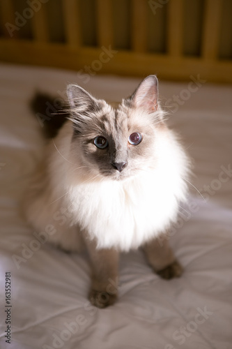 Fototapeta Naklejka Na Ścianę i Meble -  Siamese cat on the bed