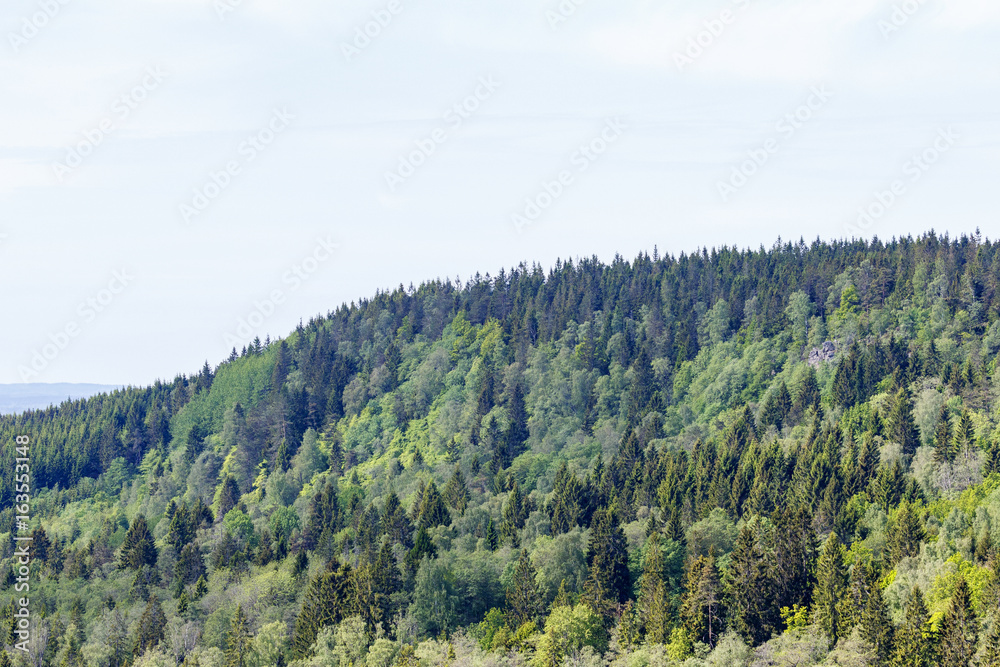 View of woodlands in the summer