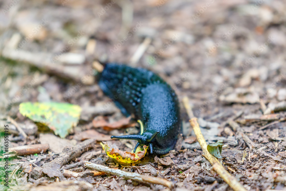 Crawling black slug on the ground in the forest