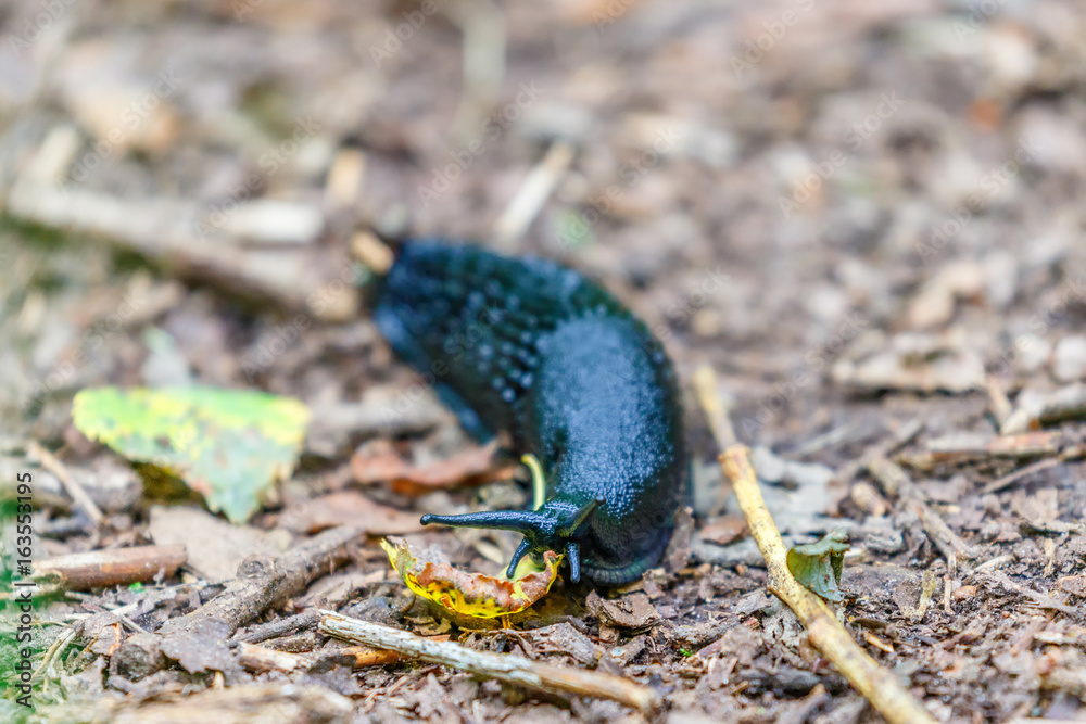 Crawling black slug on the ground in the forest Crawling black slug on the ground in the forest