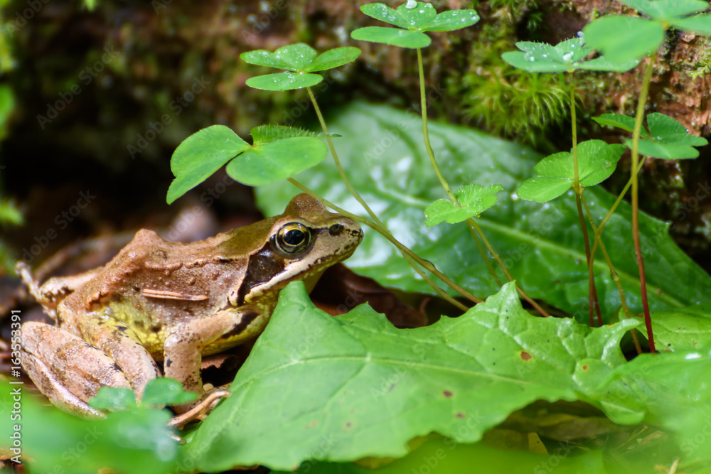 Obraz premium Frosch im Nationalpark