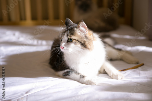ragdoll on the bed