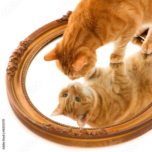 Ginger cat looking at his reflection in an old golden mirror.