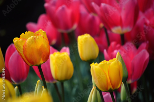 Yellow tulips and pink in the garden.