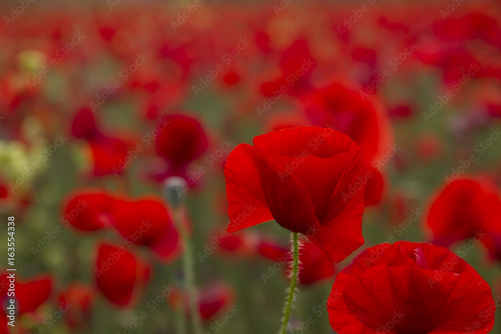 Naklejka premium red poppy close up in a red field