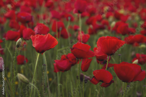 wild red poppies in a field