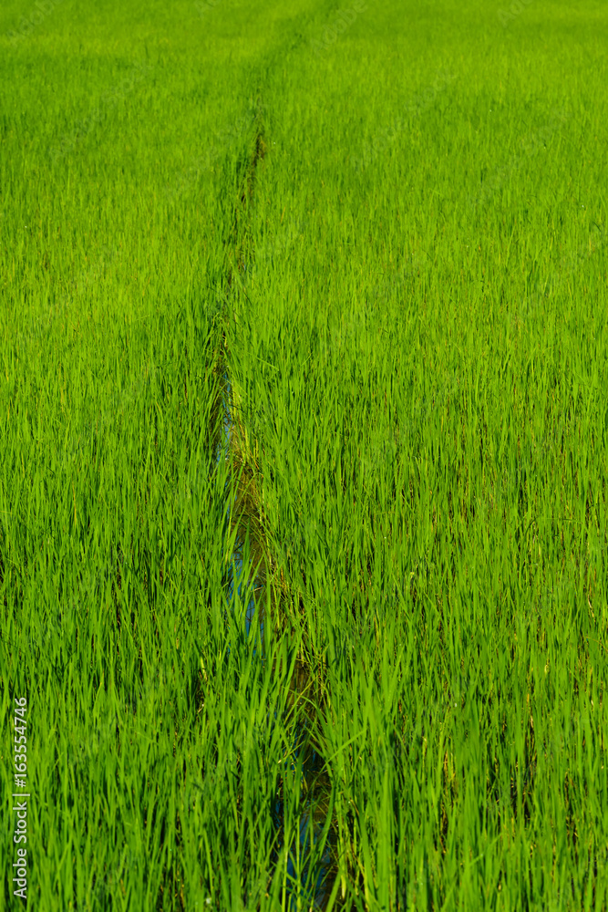 Green rice plant in plantation on farm Green rice plant in plantation on farm