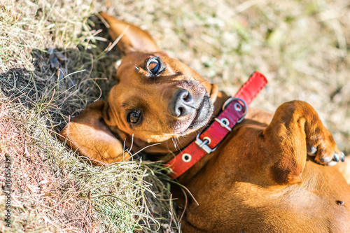 A cute dachshund lying on its back down on ground at sunnu day photo