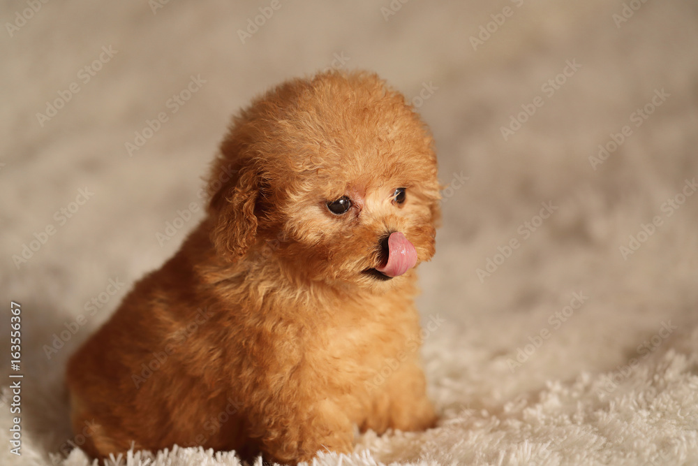 tea cup poodle puppy Stock Photo Adobe Stock