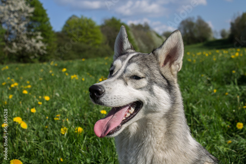 Huskyportait