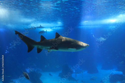 Shark swimming in a reef with blue ocean water