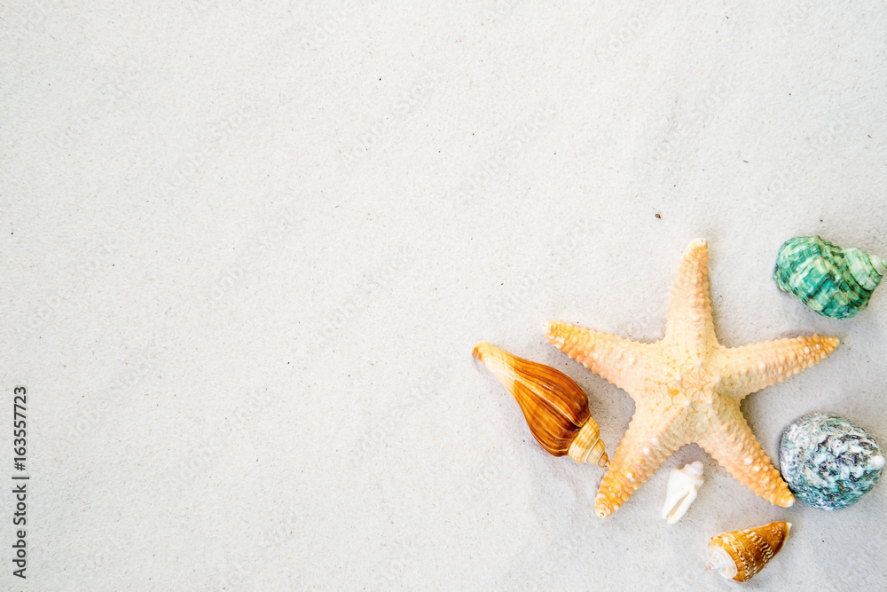 Beach with a lot of seashells and starfish on a summer beach and sand as background. Sea shells. Beach with a lot of seashells and starfish on a summer beach and sand as background. Sea shells.
