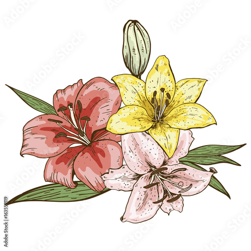 Bouquet of three colorfull lily flowers hand drawn isolated on white background. Vector illustration.