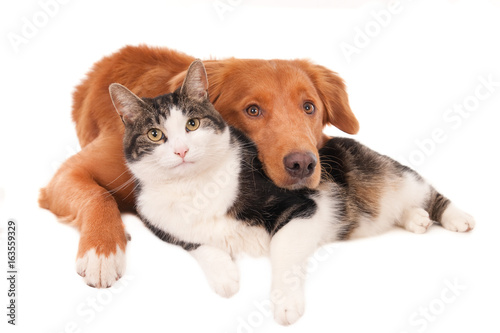 Fototapeta Naklejka Na Ścianę i Meble -  Cat and dog together in a friendly pose, looking at camera. Isolated on white