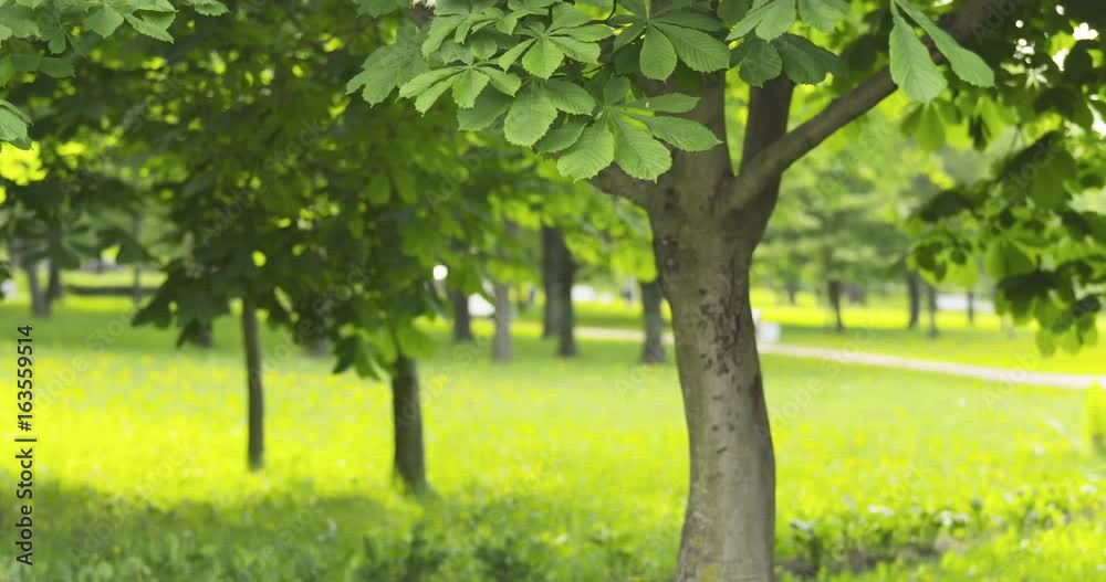 background with chestnut trees in summer day background with chestnut trees in summer day