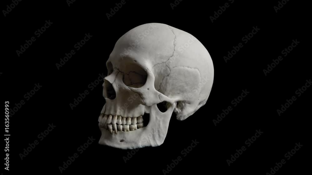 Human Skull Rotating Loop Human Skull Rotating Loop