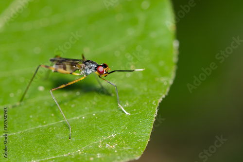 Image of stilt-legged fly(Micropezidae) on green leaves. Insect Animal © yod67