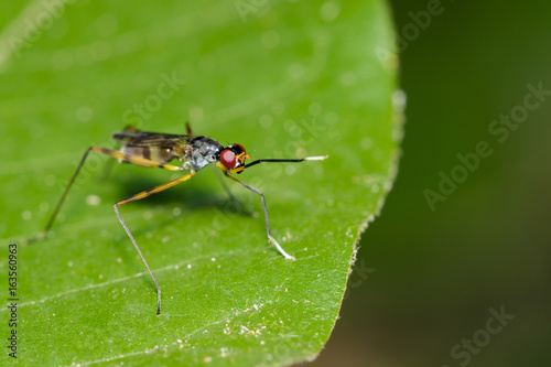 Image of stilt-legged fly(Micropezidae) on green leaves. Insect Animal