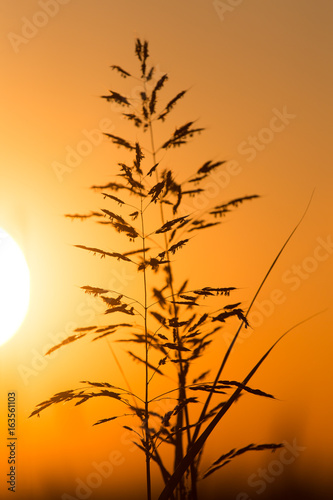 Plant on the background of a golden sunset © schankz
