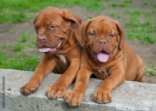 two puppies Dogue de Bordeaux