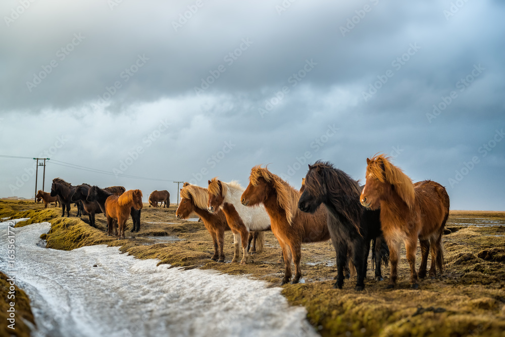 Fototapeta premium horses