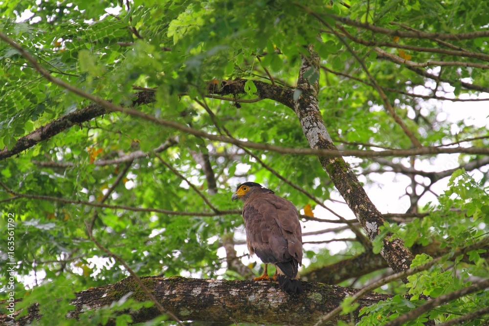 Crested Serpent Eagle (Spilornis cheela) in Borneo, Malaysia - ミナミカンムリワシ Crested Serpent Eagle (Spilornis cheela) in Borneo, Malaysia - ミナミカンムリワシ