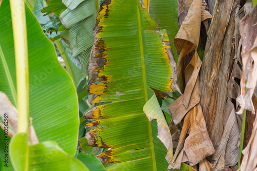 banana leaf © waranyu