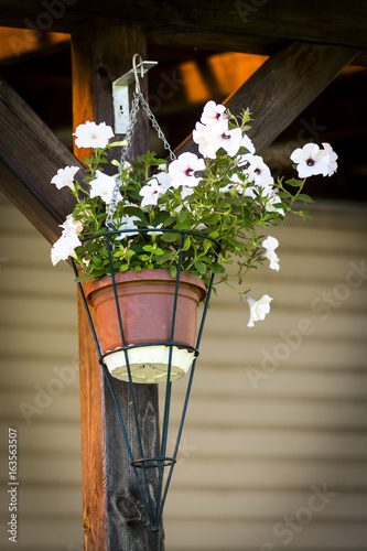 Flower kashpo hanging on the porch at sunset photo