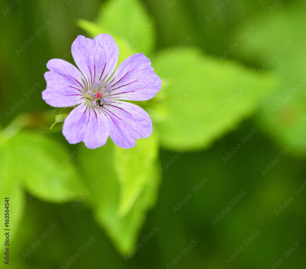 Fototapeta premium detail of Geranium robertianum