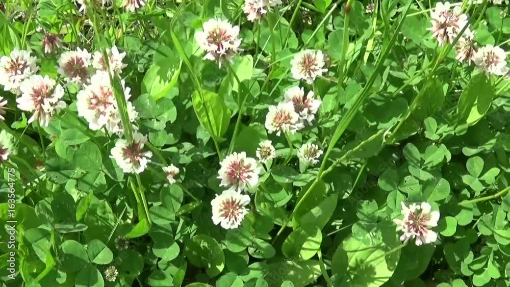 White clover flover in the field. HD video footage motion camera shooting HD video. Panorama. White clover flover in the field. HD video footage motion camera shooting HD video. Panorama.