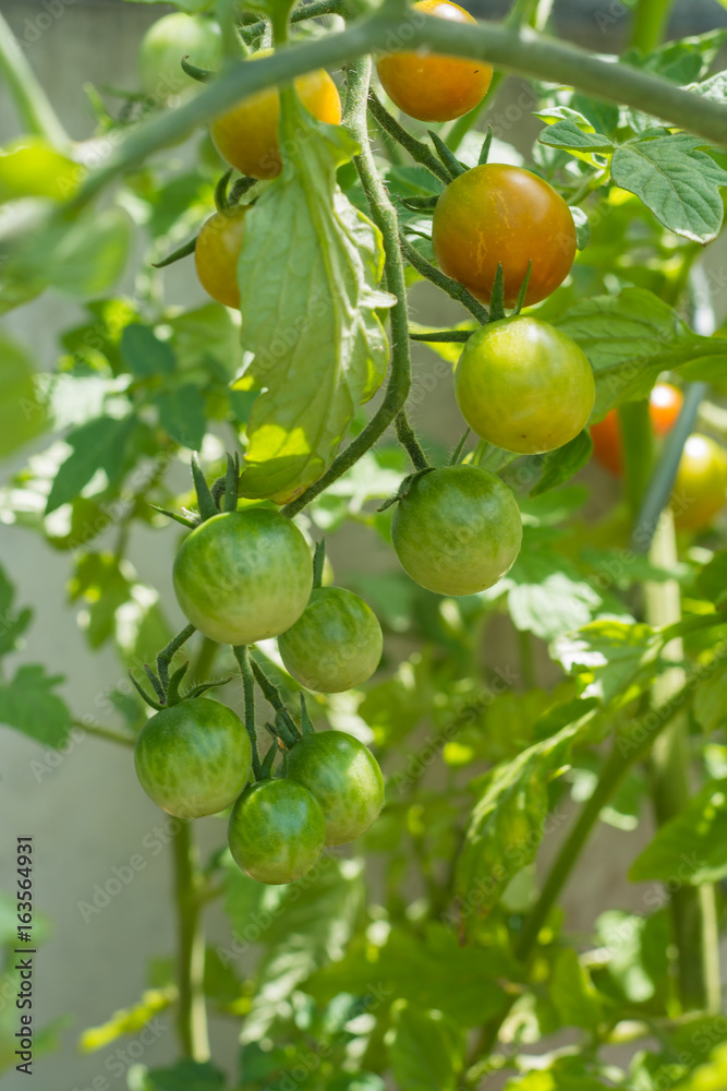 Cherry Tomaten am Strauch im Garten in grün und rot