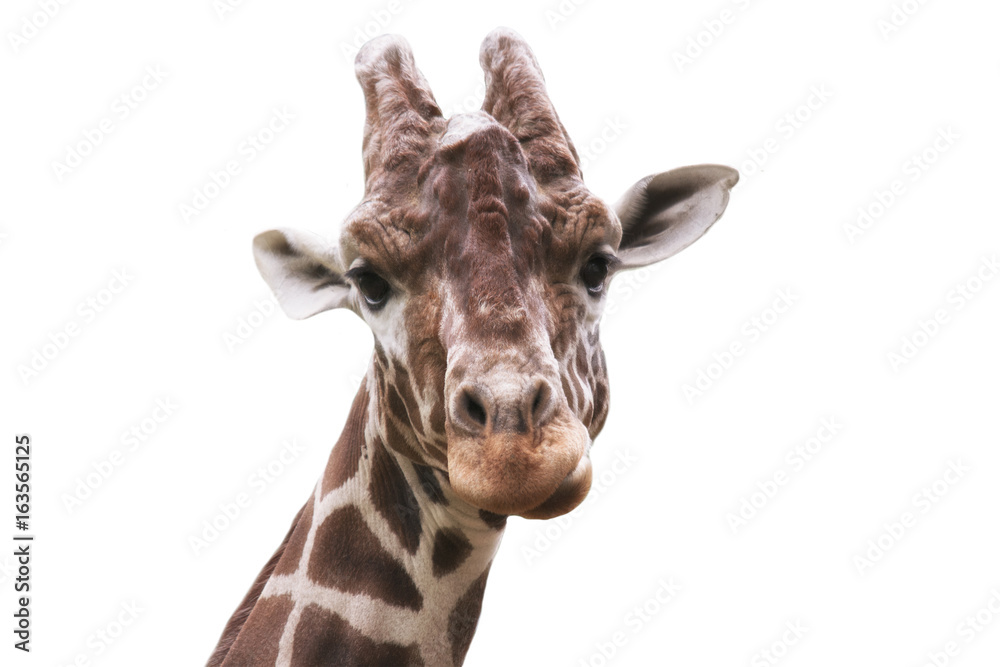 Naklejka premium Giraffe head on a white background