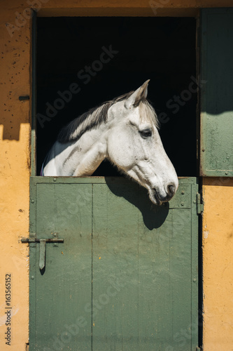 White horse looks throw window of stable with green door and yellow wall on ranch