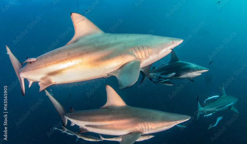 Naklejka premium Blacktip Shark