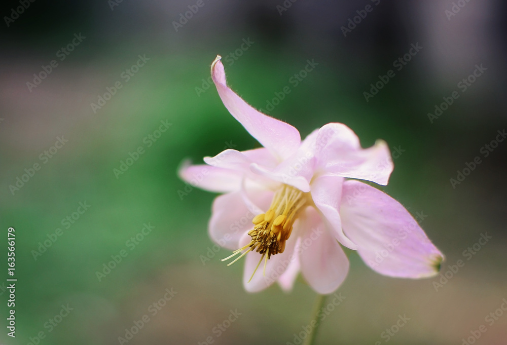 Columbine 