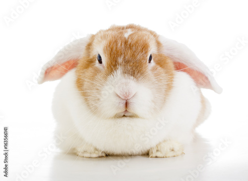 Easter bunny rabbit lop