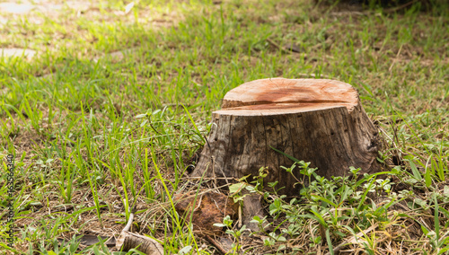 Photography Stump on green grass in the garden