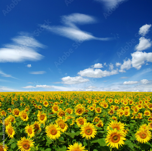 Fototapeta Naklejka Na Ścianę i Meble -  field of blooming sunflowers