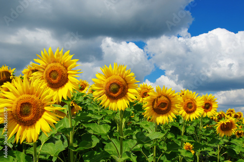 field of blooming sunflowers