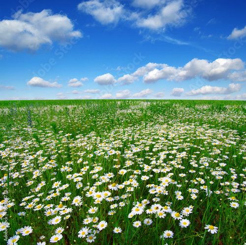 Fototapeta Naklejka Na Ścianę i Meble -  Field of daisies