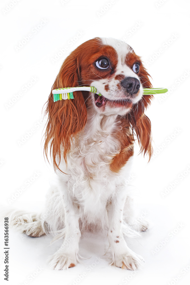 Dog with toothbrush. Dog tooth teeth heath concept photo.