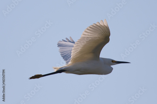 Great egret flying in the wild in North California