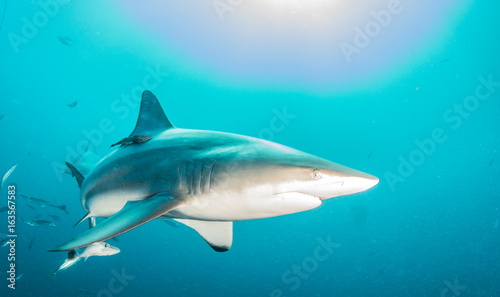 Blacktip sharks © Michael Bogner