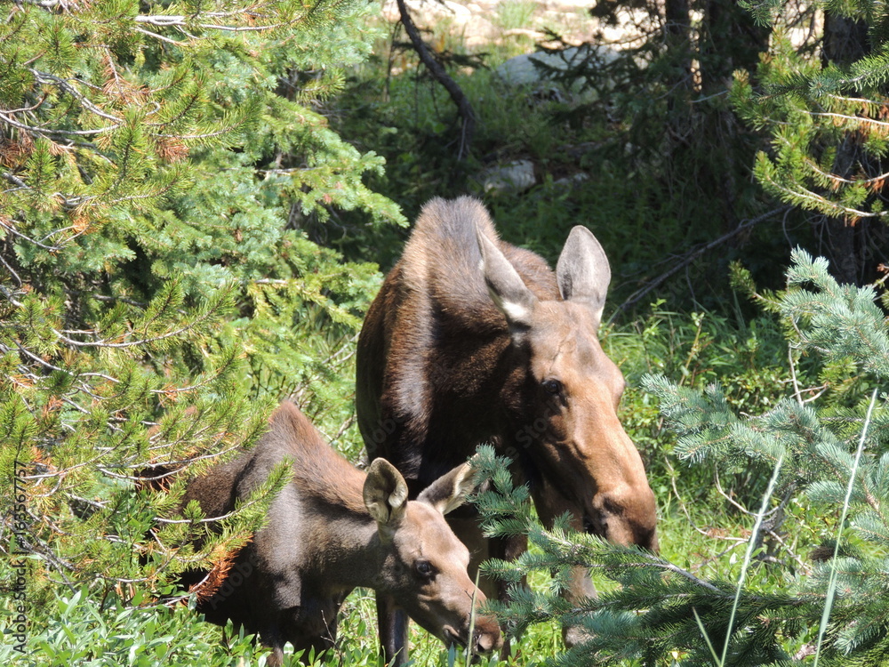Fototapeta premium Momma Moose