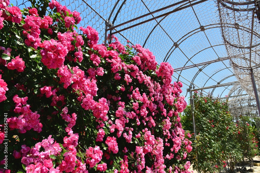 Fototapeta premium フラワーガーデン