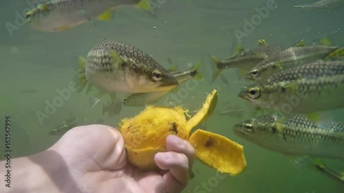 Man feeding fish with hands of ripe mango photo
