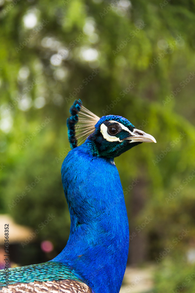 Naklejka premium Male peacock-2
