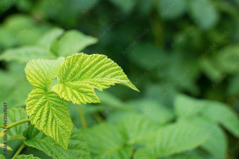 Green leaf raspberry Green leaf raspberry